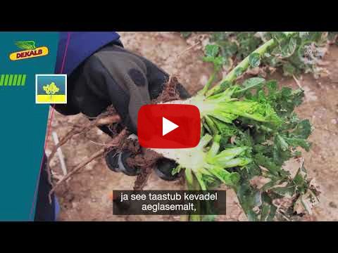 #Bayer24_7 // Põllumajandusuudised // DEKALB rapsisortide talvekindlus