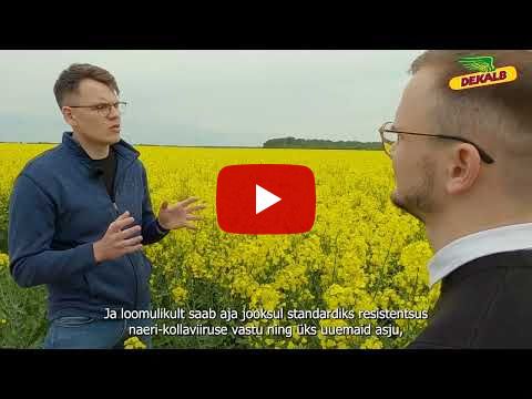 DK Excited - Kindel valik edukaks rapsikasvatuseks