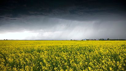 Lämmastiku efektiivne kasutamine (NUE) on rapsisortidel väärtuslik agronoomiline omadus 