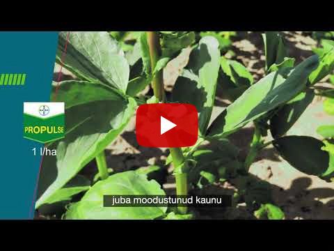 #Bayer24_7 // Põllumajandusuudised // Ubade ja herneste kaitse haiguste eest