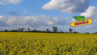 Eduka rapsikasvatuse trump on eriti vastupidavaks aretatud taimed