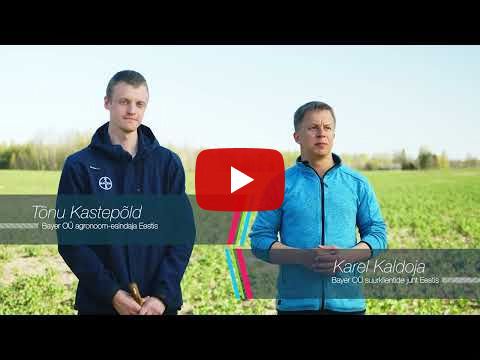 Bayeri lahendused kevadhooajaks // Talirapsile